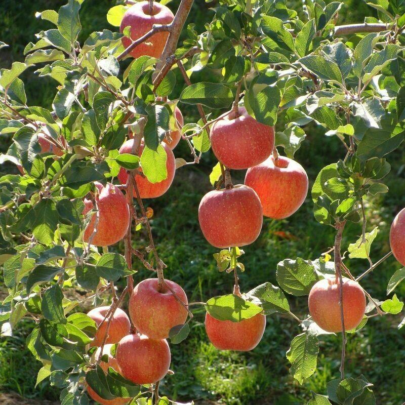 Malus Domestica 'fuji' - View 33 from www redcrocus com