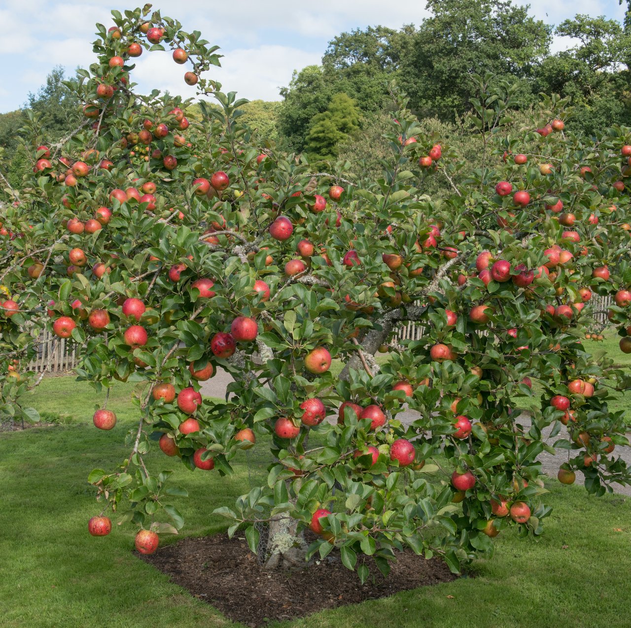 Malus Domestica 'fuji' - View 34 from www redcrocus com