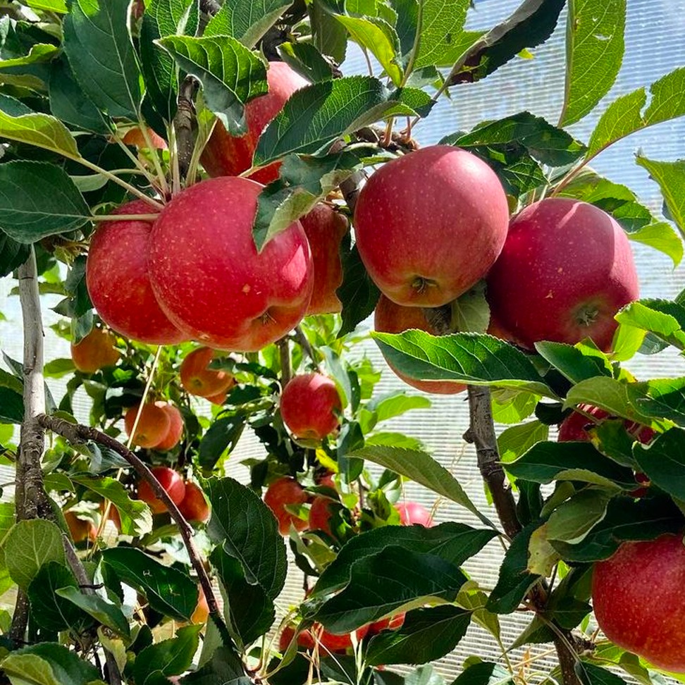 Malus Domestica 'fuji' - View 3 from www redcrocus com