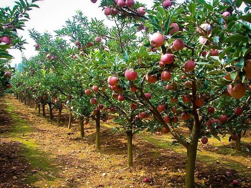 Malus Domestica 'fuji' - View 5 from www redcrocus com