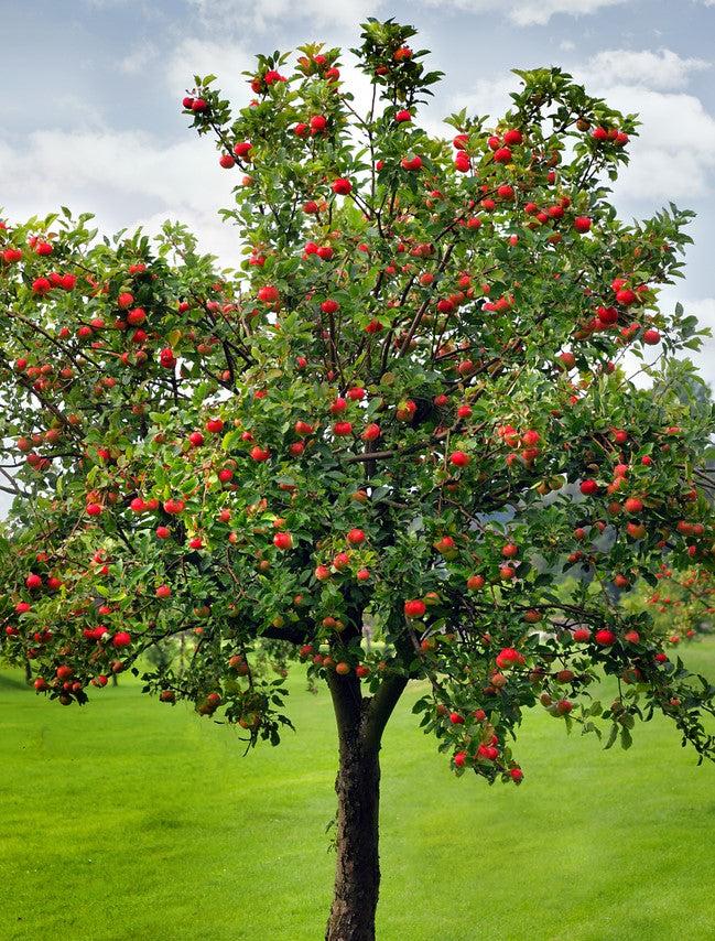 Malus Domestica 'fuji' - View 6 from www redcrocus com