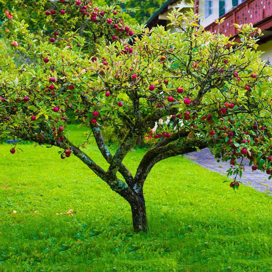 Malus Domestica 'fuji' - View 7 from www redcrocus com