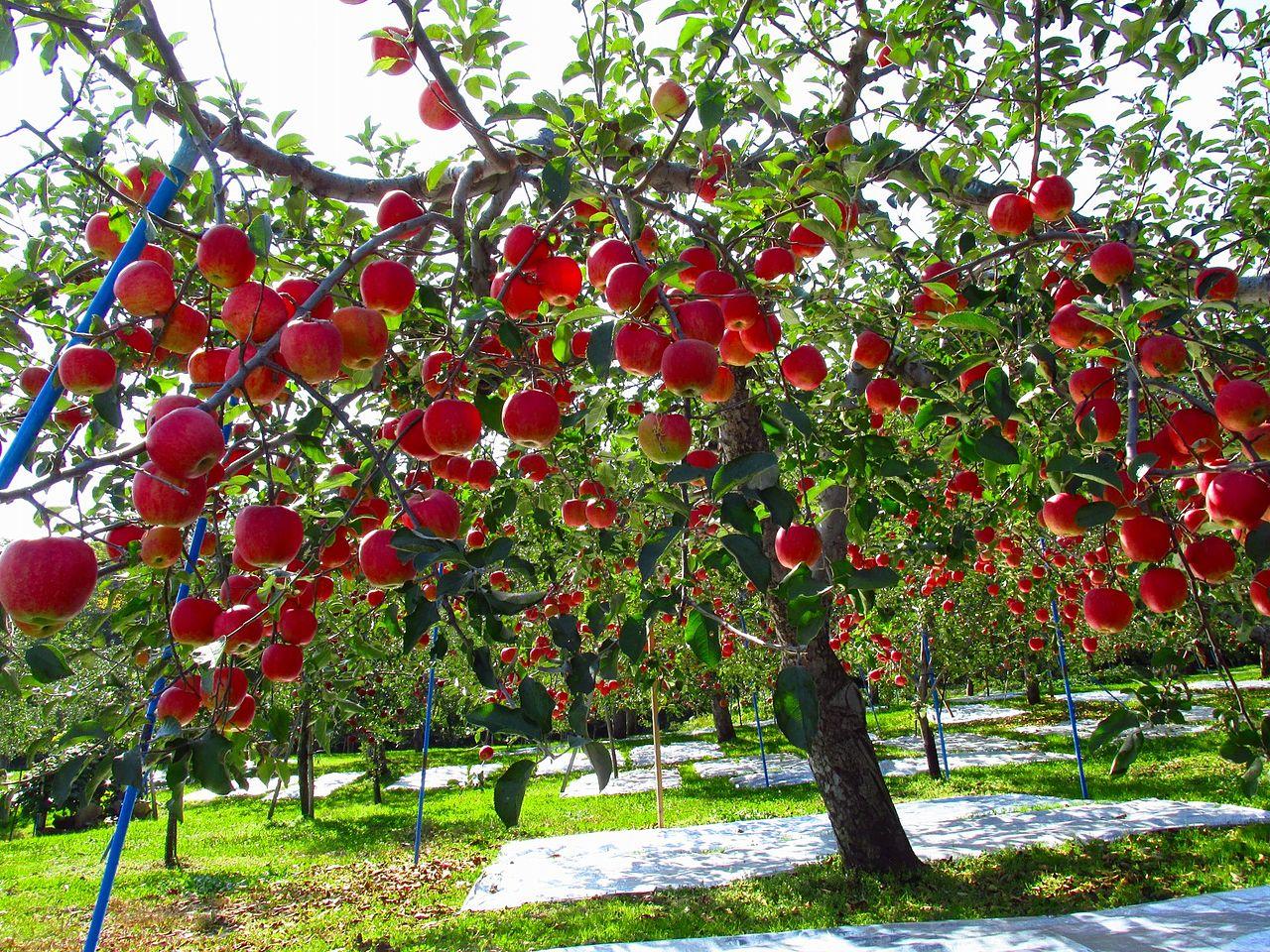 Malus Domestica 'fuji' - View 8 from www redcrocus com