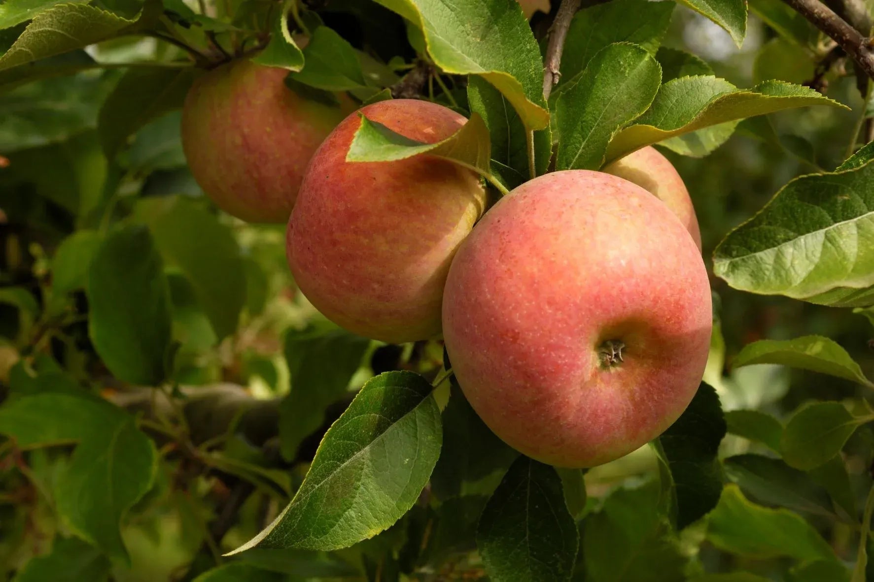 Malus Domestica 'fuji' - View 9 from www redcrocus com