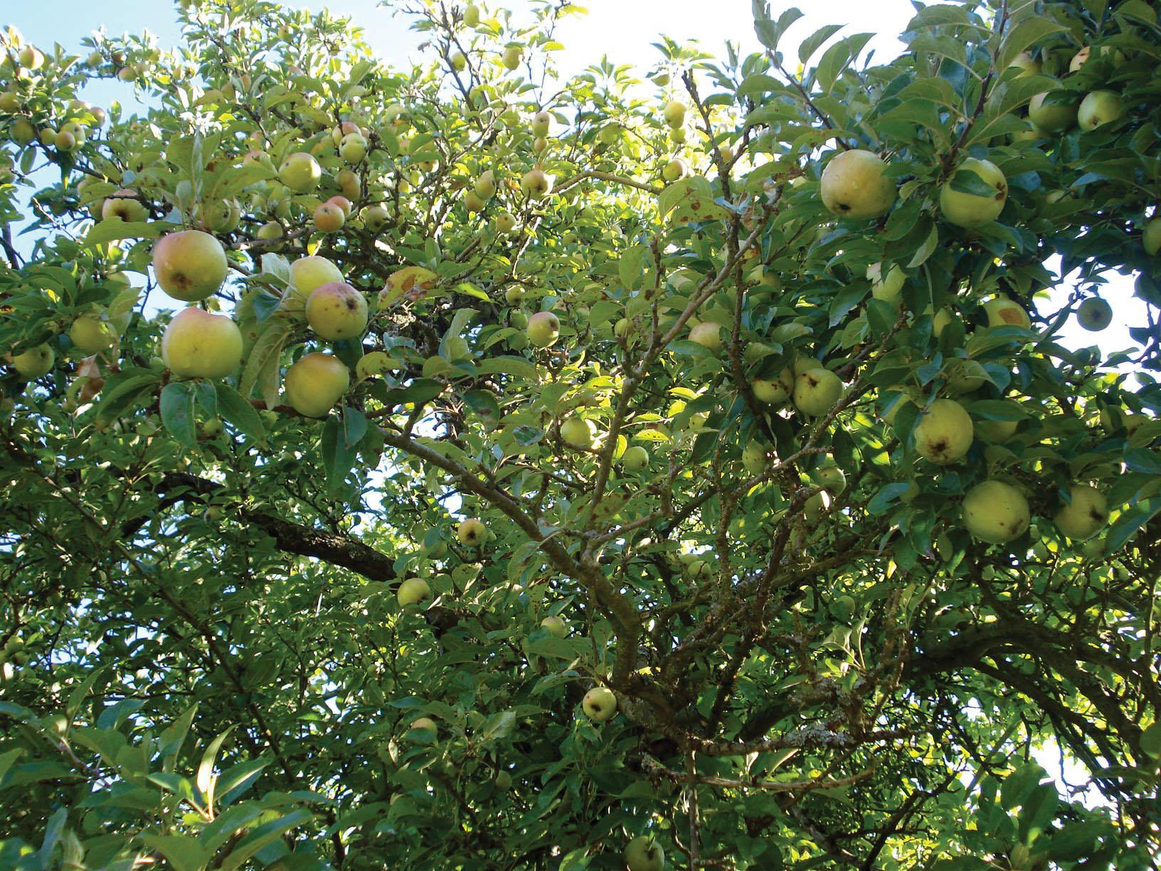 Malus Domestica 'golden Delicious' - View 10 from www redcrocus com