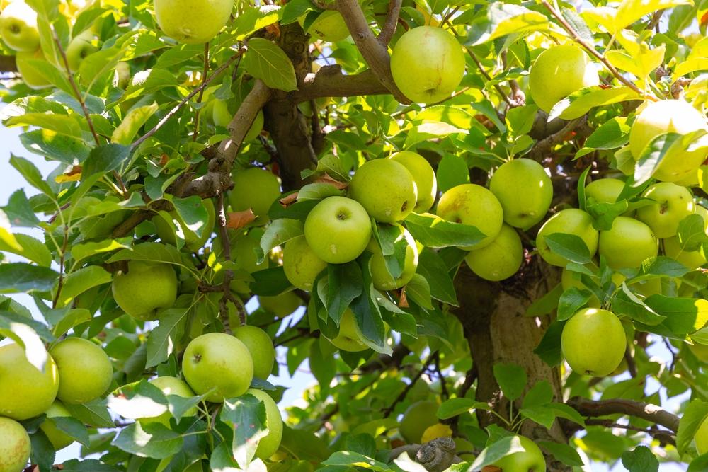 Malus Domestica 'golden Delicious' - View 11 from www redcrocus com