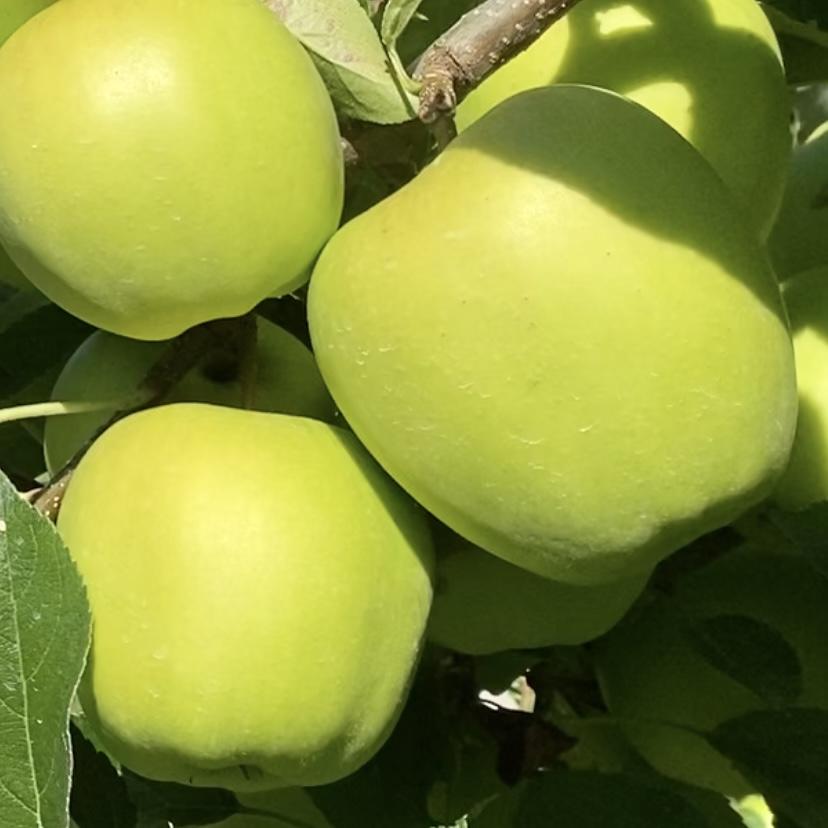 Malus Domestica 'golden Delicious' - View 13 from www redcrocus com