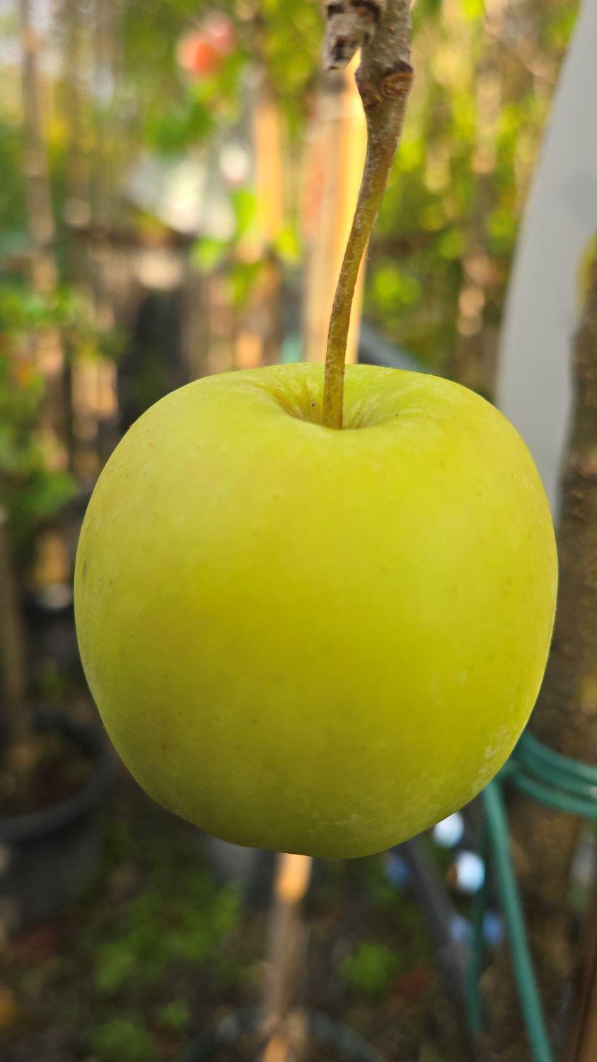 Malus Domestica 'golden Delicious' - View 14 from www redcrocus com