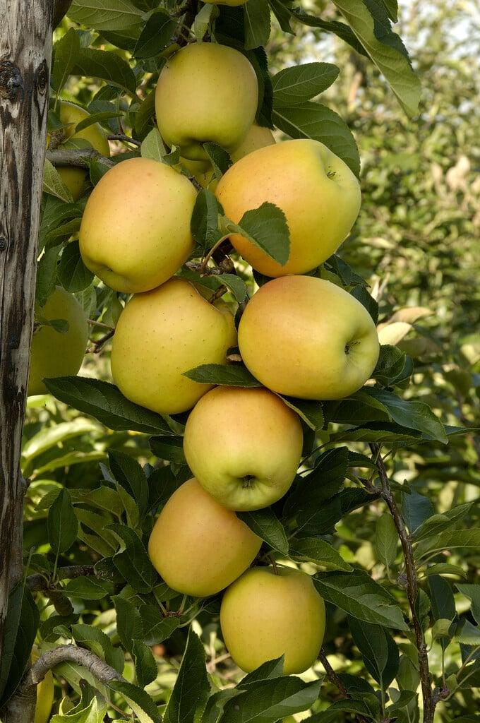 Malus Domestica 'golden Delicious' - View 15 from www redcrocus com