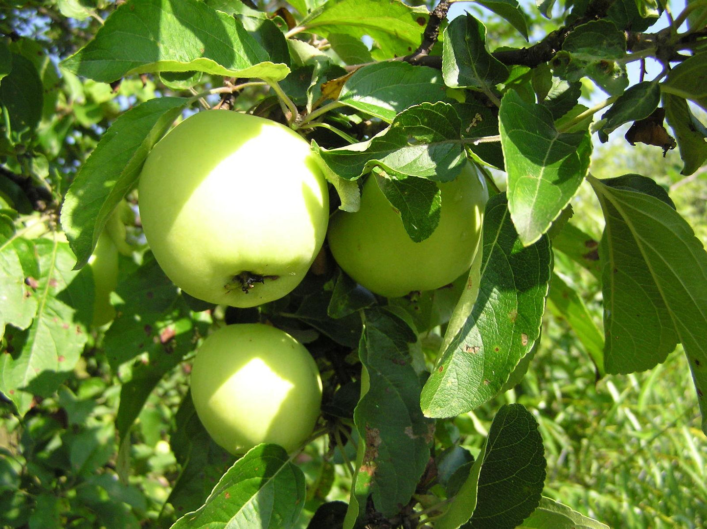 Malus Domestica 'golden Delicious' - View 16 from www redcrocus com