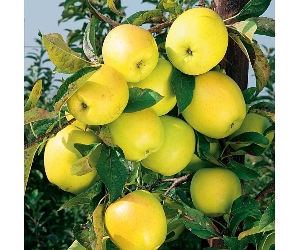 Malus Domestica 'golden Delicious' - View 17 from www redcrocus com