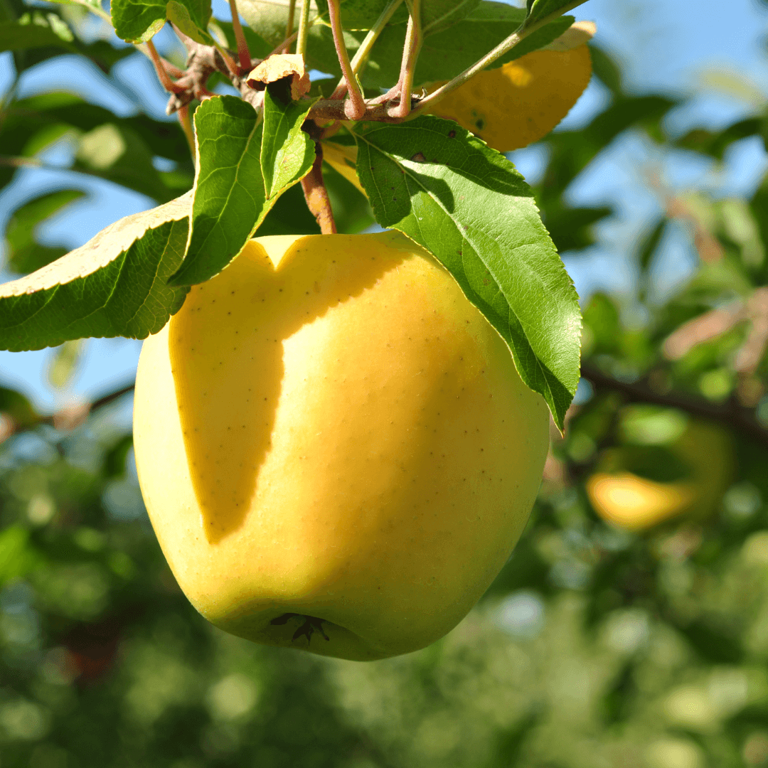 Malus Domestica 'golden Delicious' - View 18 from www redcrocus com