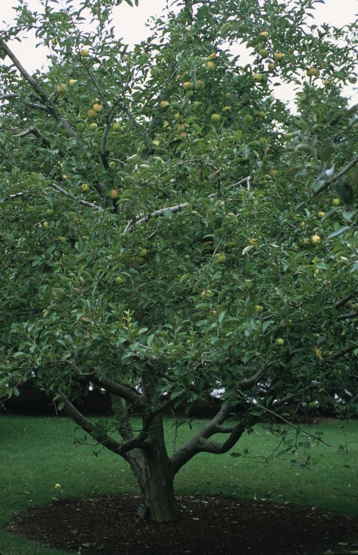 Malus Domestica 'golden Delicious' - View 18 from www redcrocus com