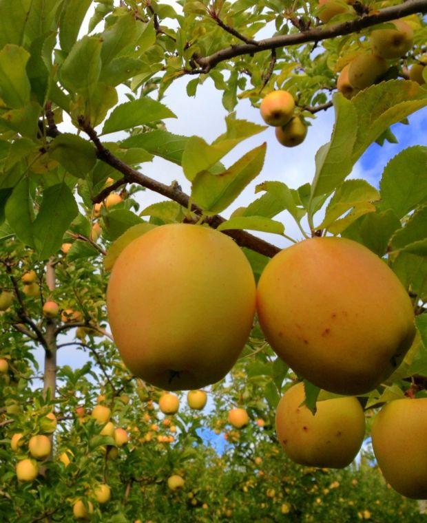 Malus Domestica 'golden Delicious' - View 19 from www redcrocus com