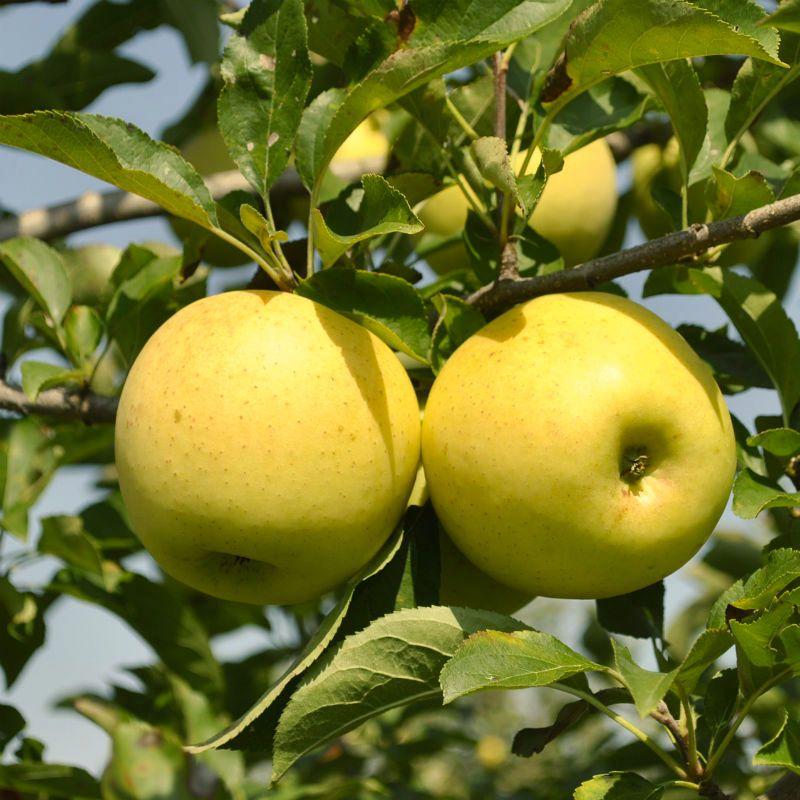 Malus Domestica 'golden Delicious' - View 21 from www redcrocus com