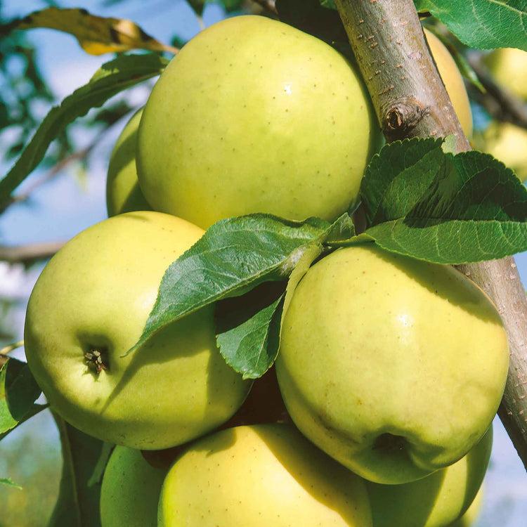 Malus Domestica 'golden Delicious' - View 22 from www redcrocus com