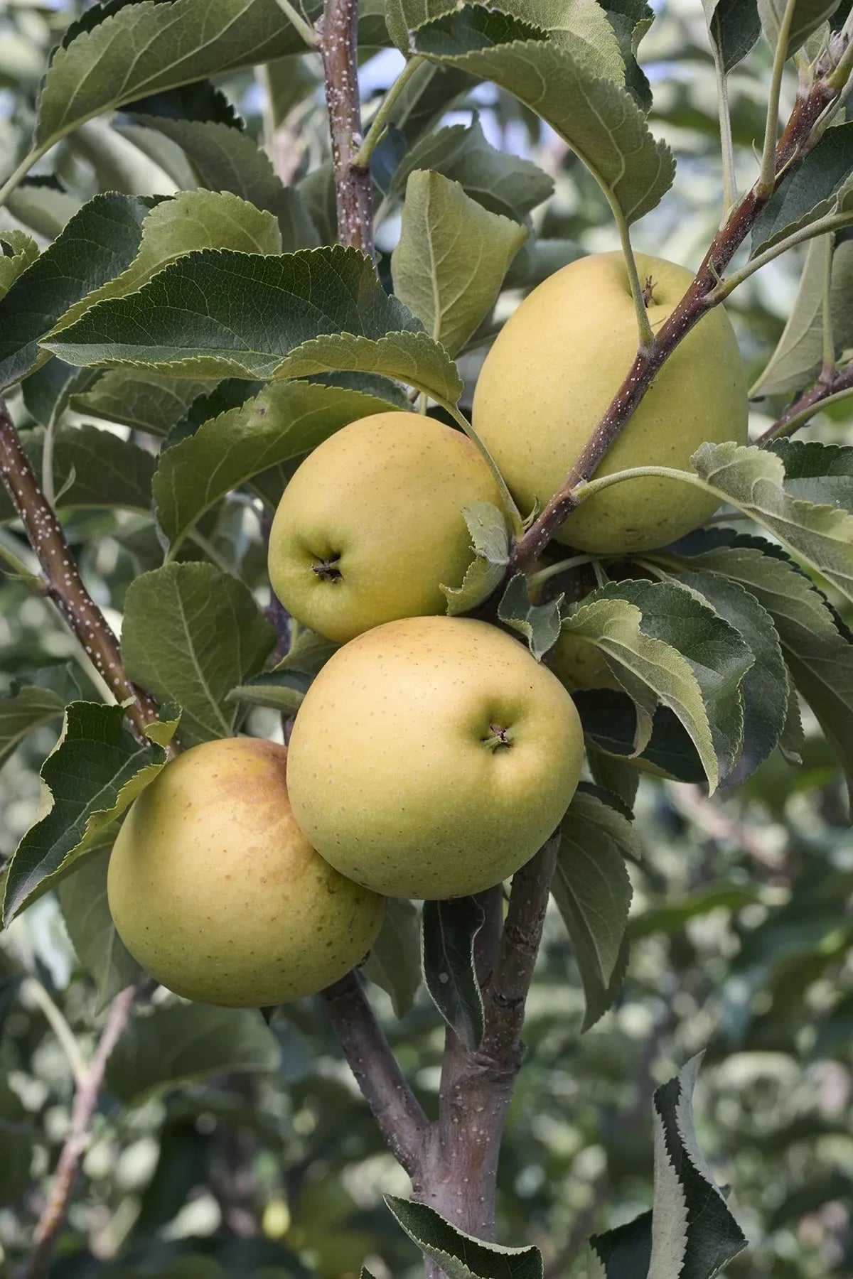 Malus Domestica 'golden Delicious' - View 24 from www redcrocus com