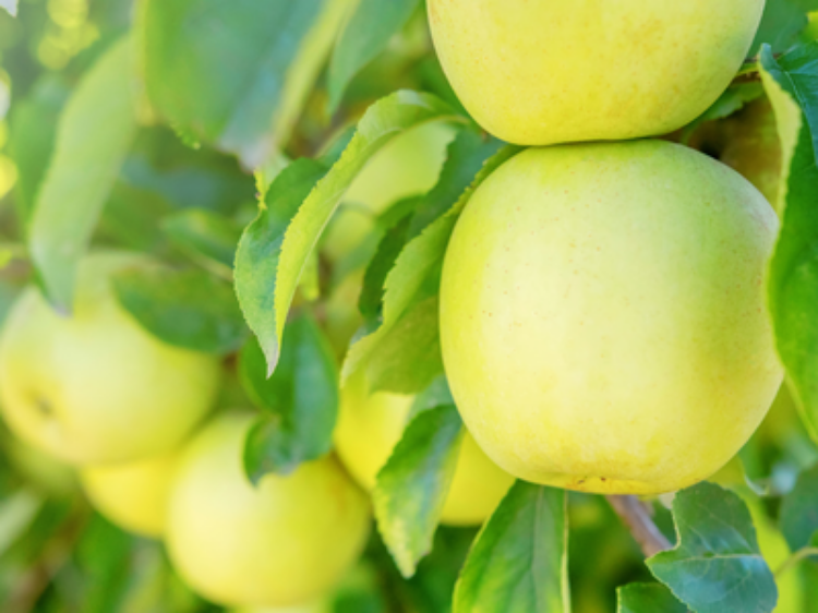 Malus Domestica 'golden Delicious' - View 26 from www redcrocus com