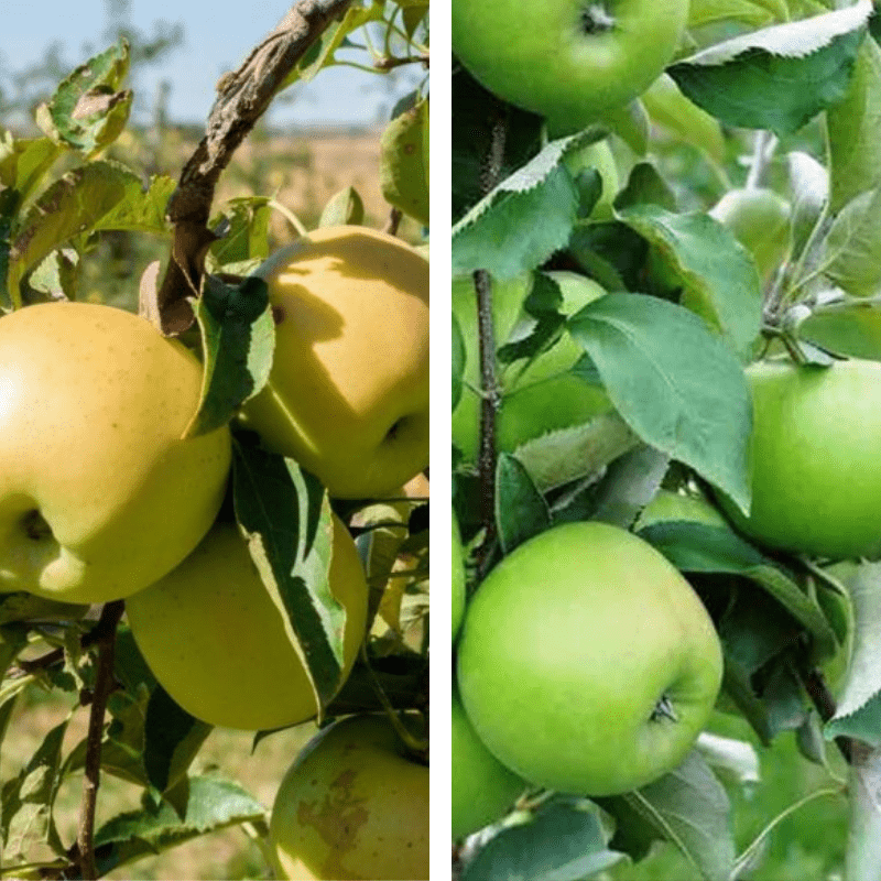 Malus Domestica 'golden Delicious' - View 27 from www redcrocus com