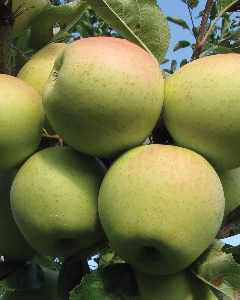 Malus Domestica 'golden Delicious' - View 28 from www redcrocus com
