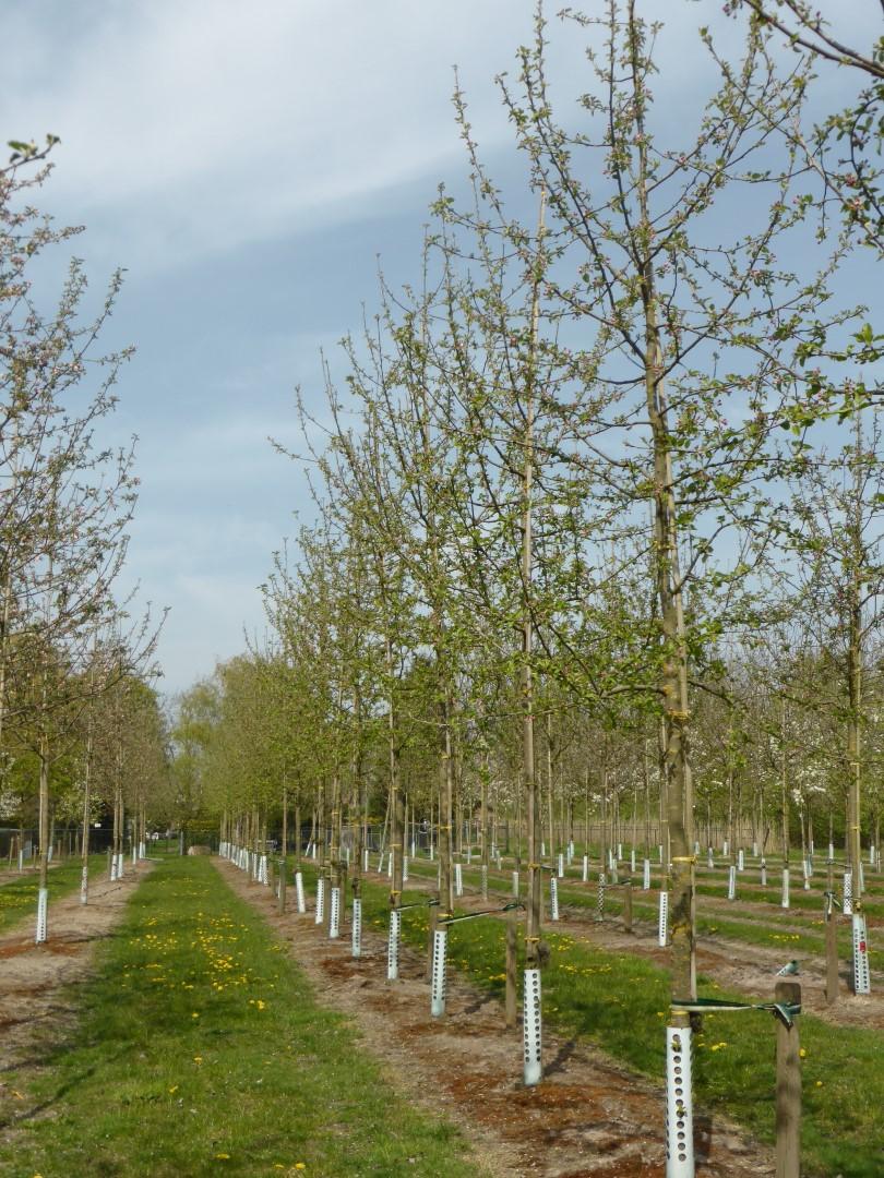Malus Domestica 'golden Delicious' - View 29 from www redcrocus com