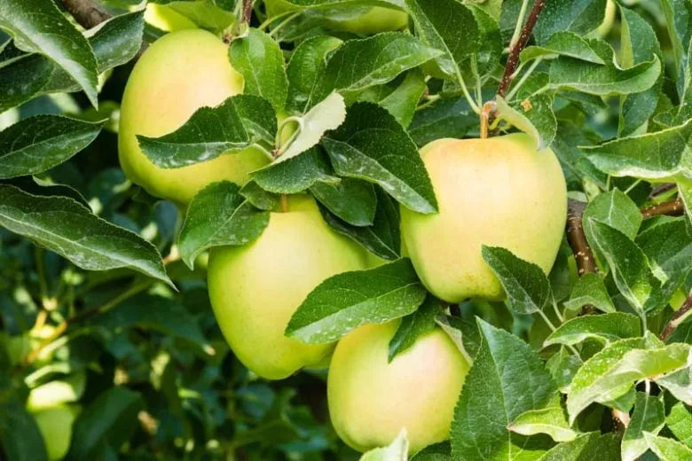 Malus Domestica 'golden Delicious' - View 2 from www redcrocus com