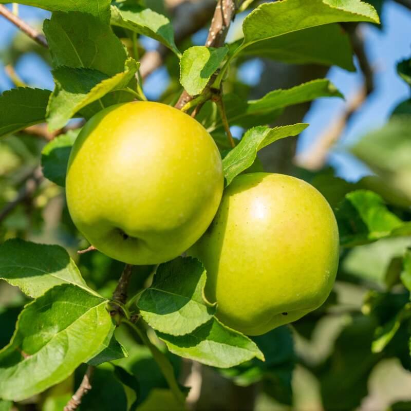 Malus Domestica 'golden Delicious' - View 30 from www redcrocus com