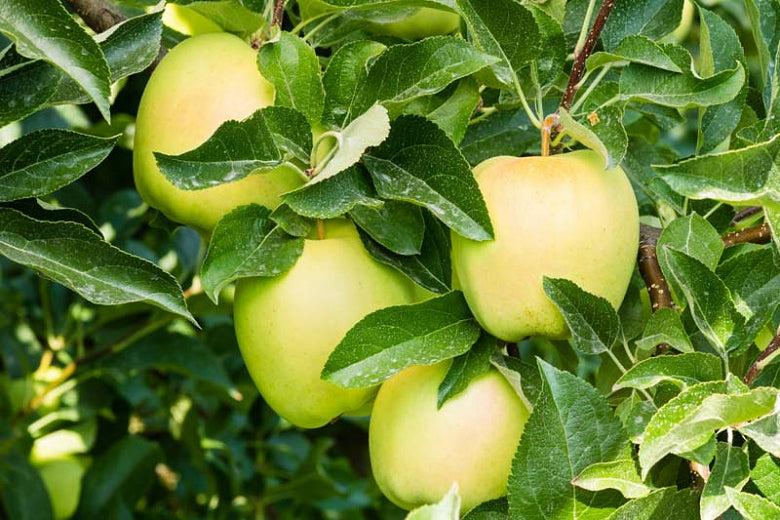 Malus Domestica 'golden Delicious' - View 31 from www redcrocus com
