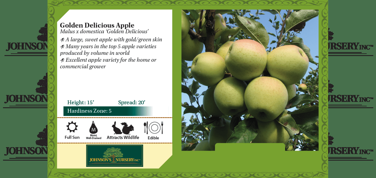 Malus Domestica 'golden Delicious' - View 31 from www redcrocus com