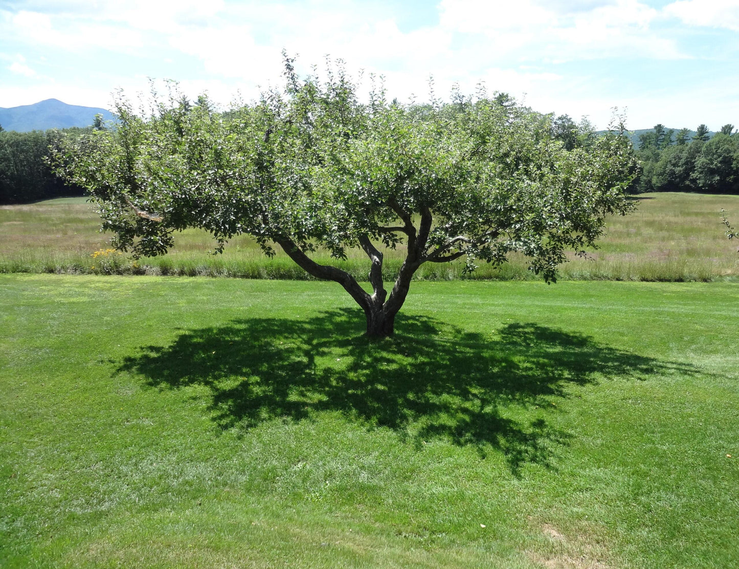 Malus Domestica 'golden Delicious' - View 3 from www redcrocus com