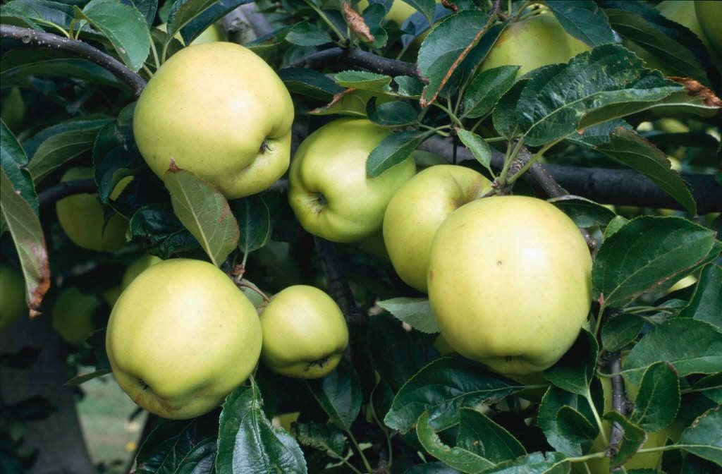 Malus Domestica 'golden Delicious' - View 4 from www redcrocus com