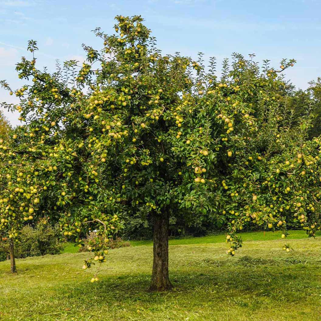 Malus Domestica 'golden Delicious' - View 5 from www redcrocus com
