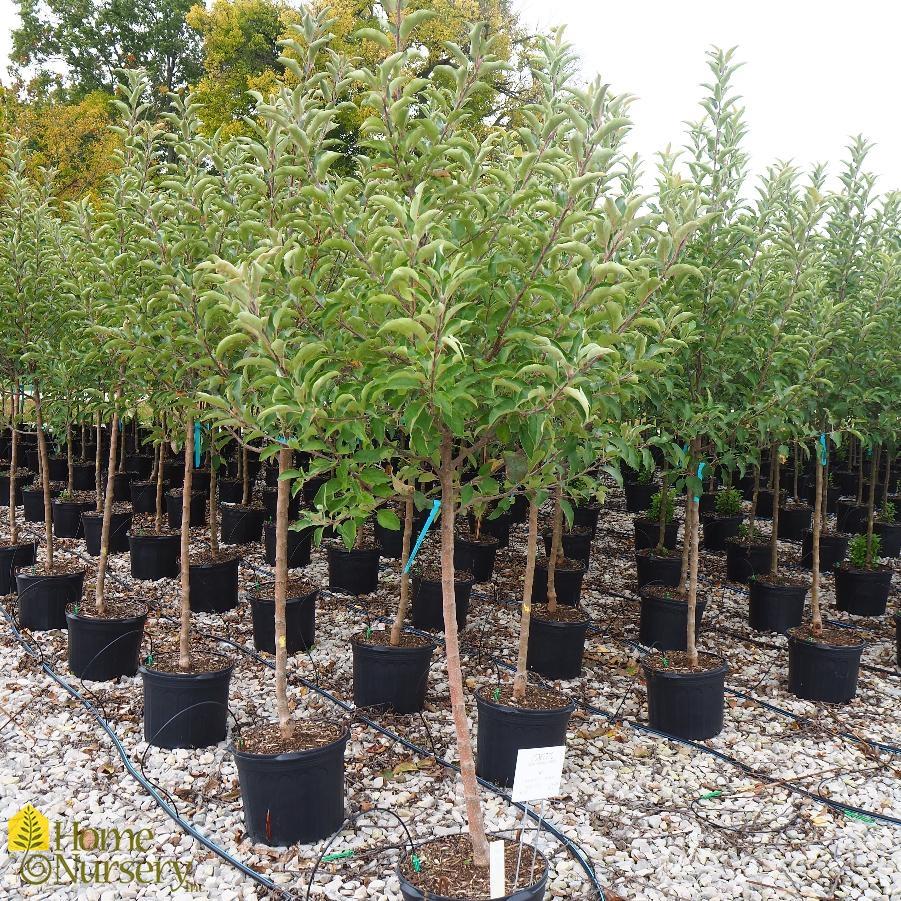 Malus Domestica 'golden Delicious' - View 6 from www redcrocus com