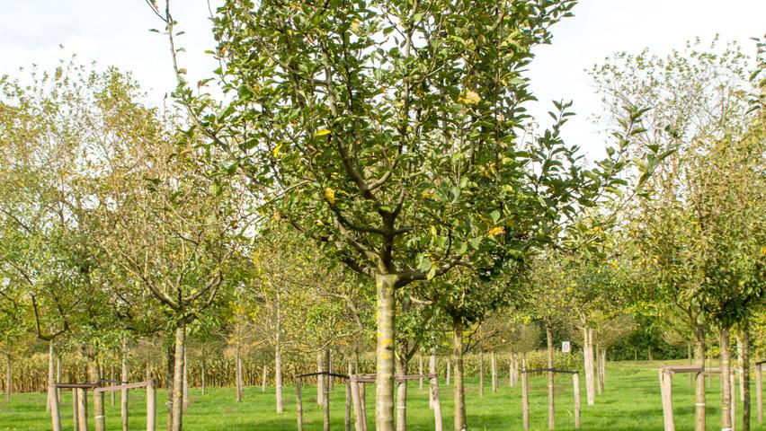 Malus Domestica 'golden Delicious' - View 7 from www redcrocus com
