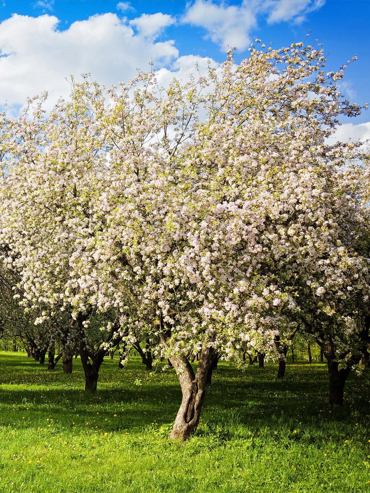 Malus Domestica 'golden Delicious' - View 8 from www redcrocus com