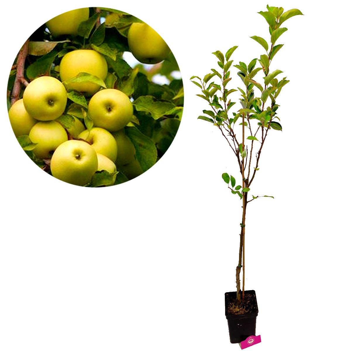 Malus Domestica 'golden Delicious' - View 9 from www redcrocus com