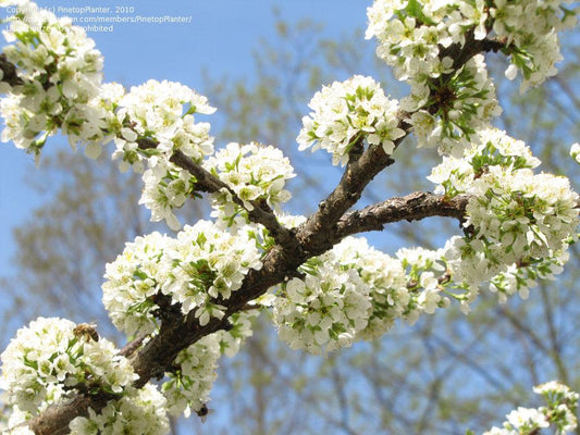 Prunus Salicina Santa Rosa - View 10 from www redcrocus com