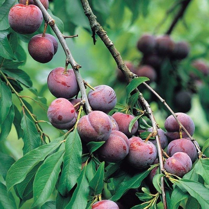 Prunus Salicina Santa Rosa - View 11 from www redcrocus com