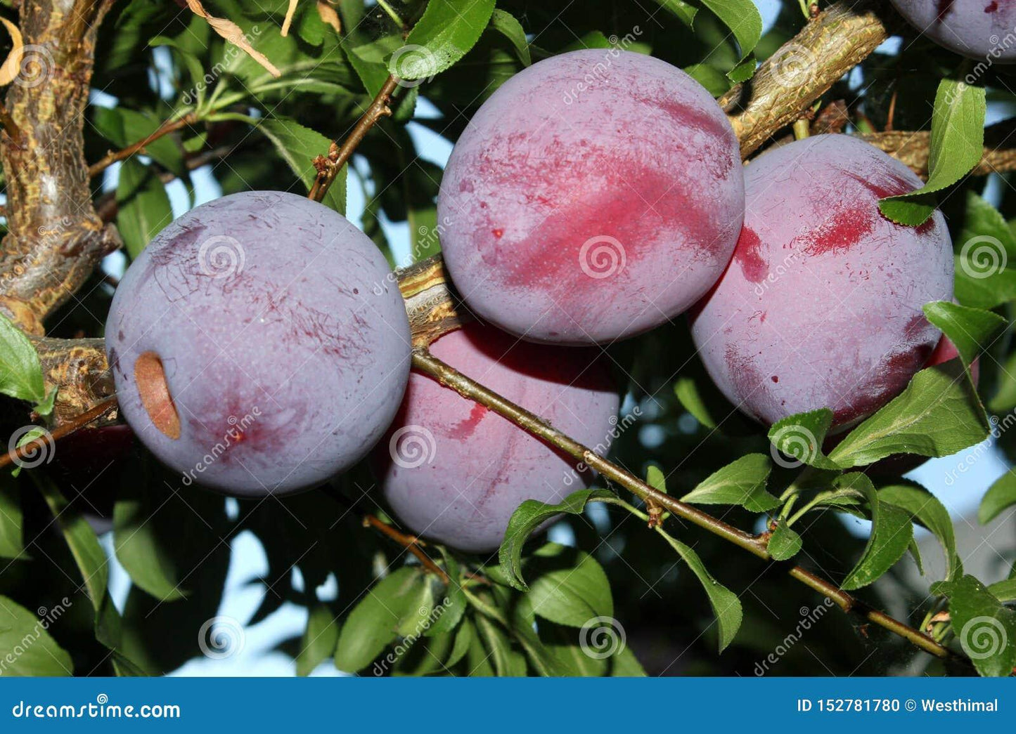 Prunus Salicina Santa Rosa - View 12 from www redcrocus com