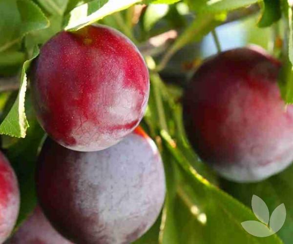 Prunus Salicina Santa Rosa - View 13 from www redcrocus com