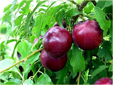 Prunus Salicina Santa Rosa - View 15 from www redcrocus com