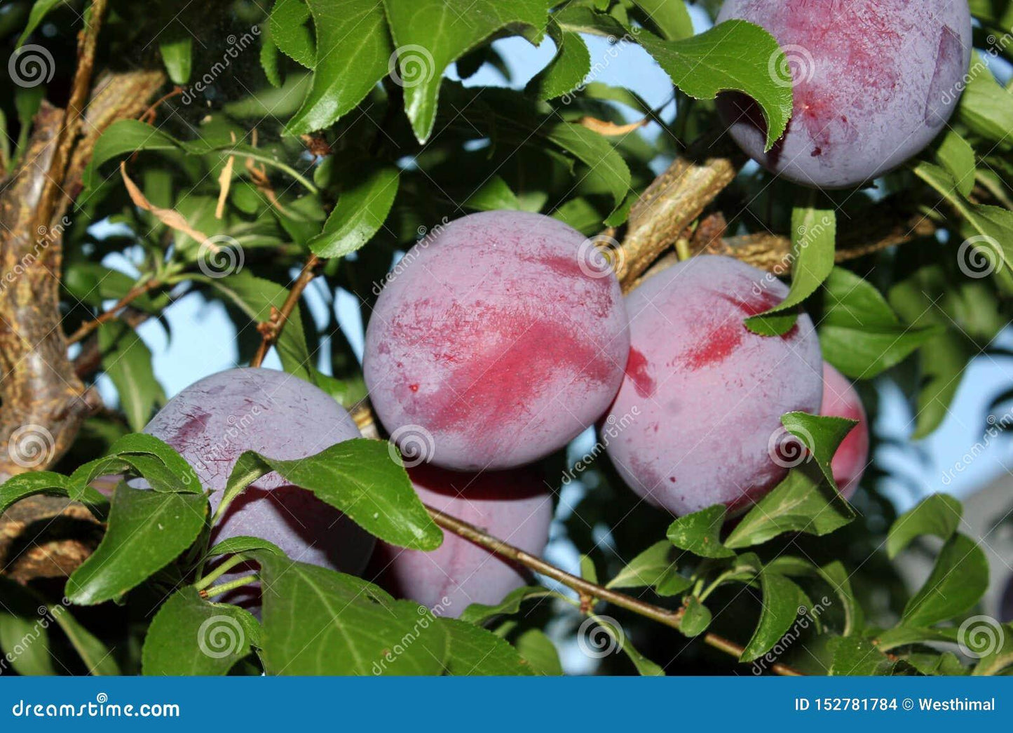 Prunus Salicina Santa Rosa - View 17 from www redcrocus com