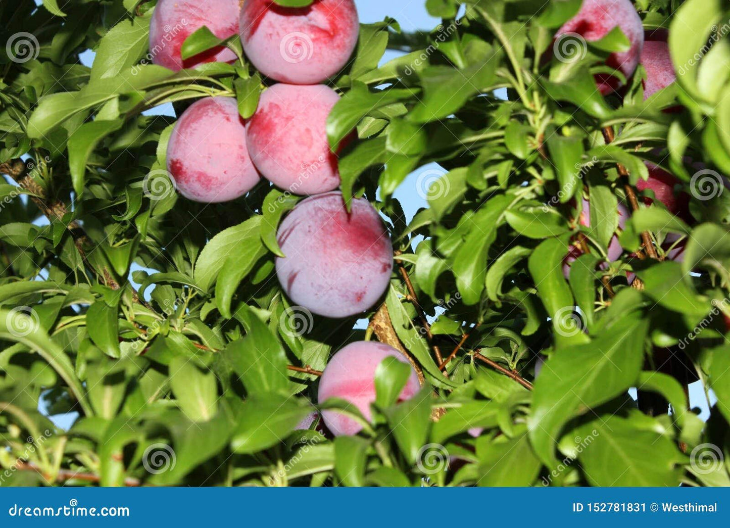 Prunus Salicina Santa Rosa - View 8 from www redcrocus com