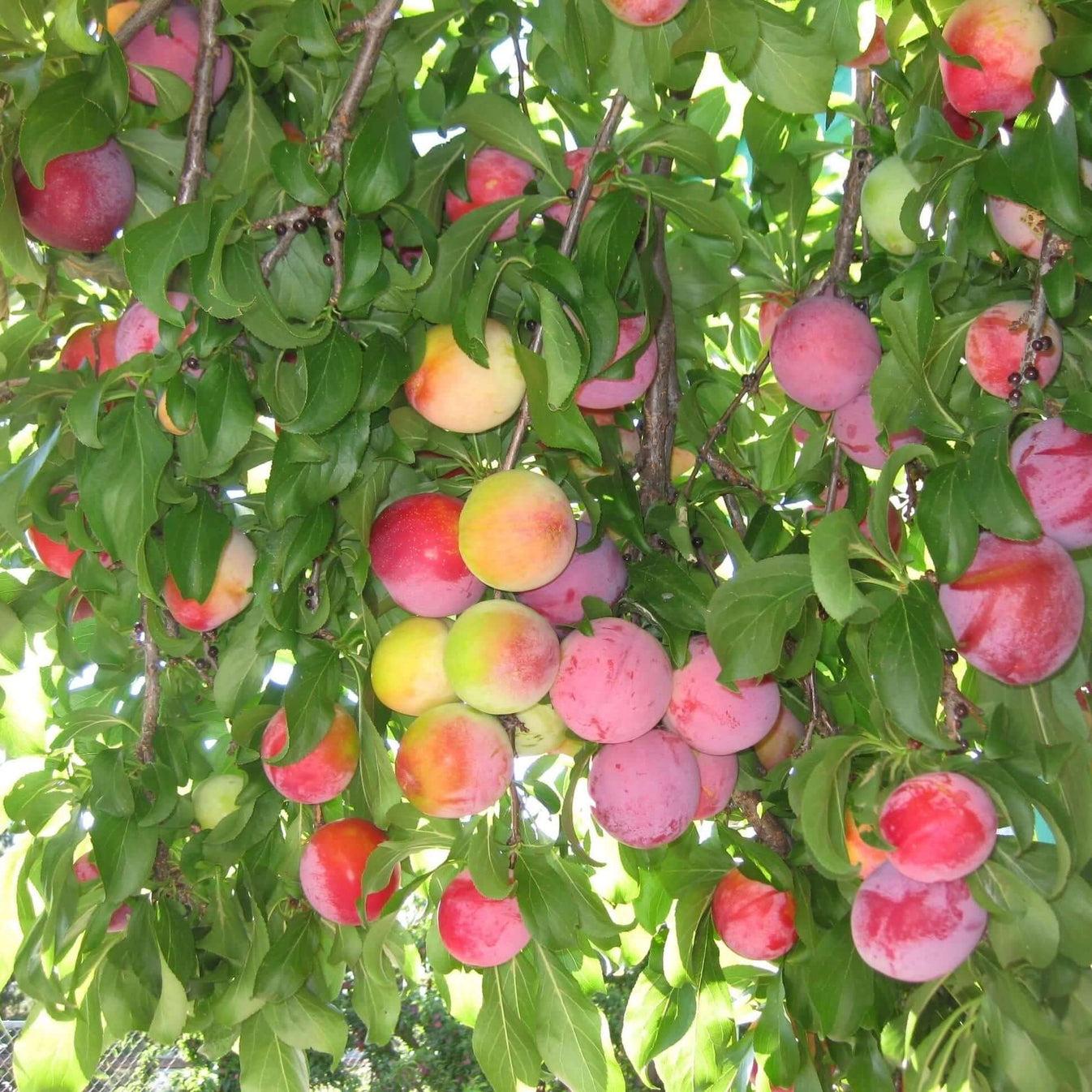 Prunus Salicina Santa Rosa - View 9 from www redcrocus com