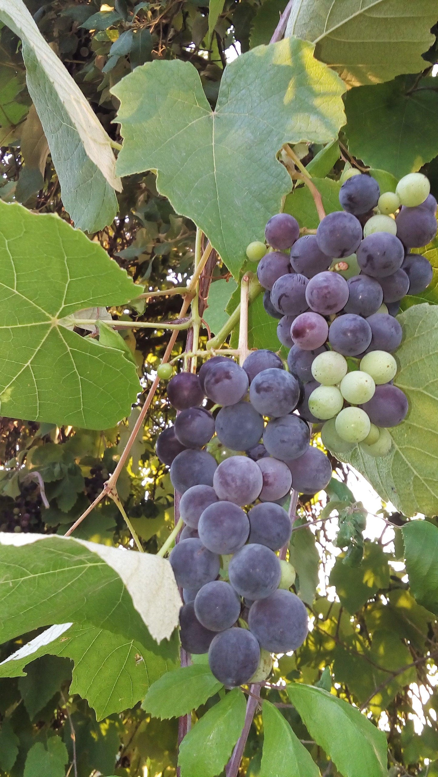 Vitis Labrusca 'concord Grape' - View 15 from www redcrocus com