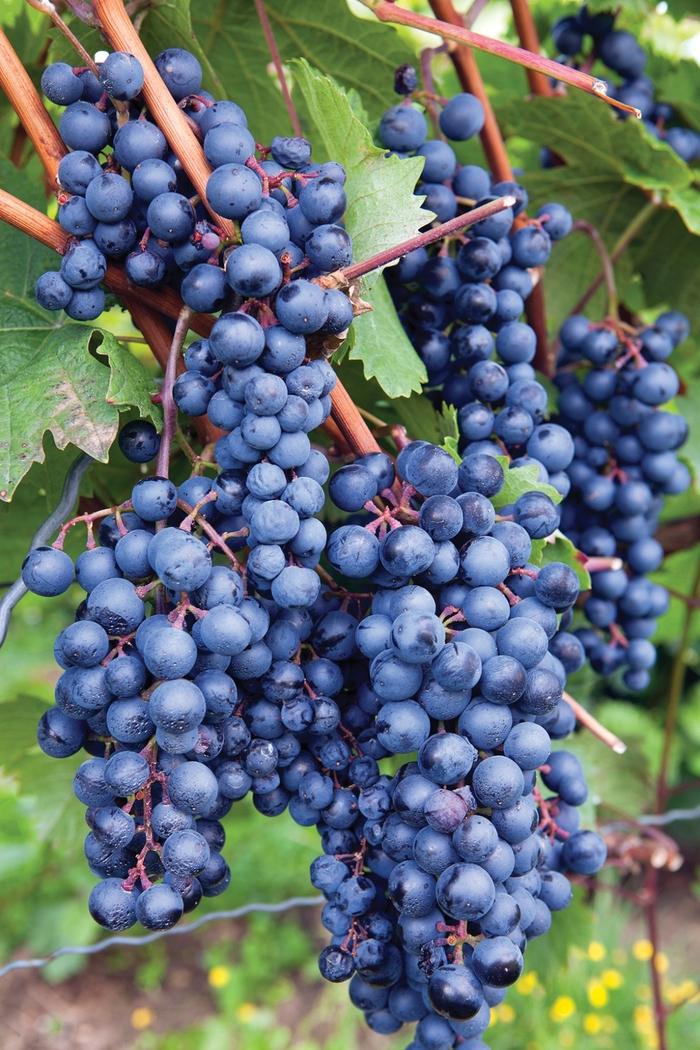 Vitis Labrusca 'concord Grape' - View 1 from www redcrocus com