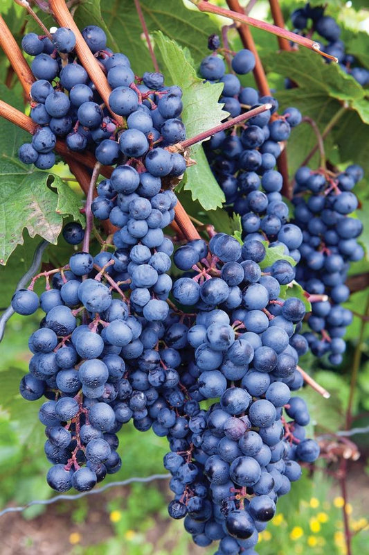 Vitis Labrusca 'concord Grape' - View 1 from www redcrocus com
