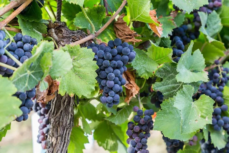 Vitis Labrusca 'concord Grape' - View 4 from www redcrocus com