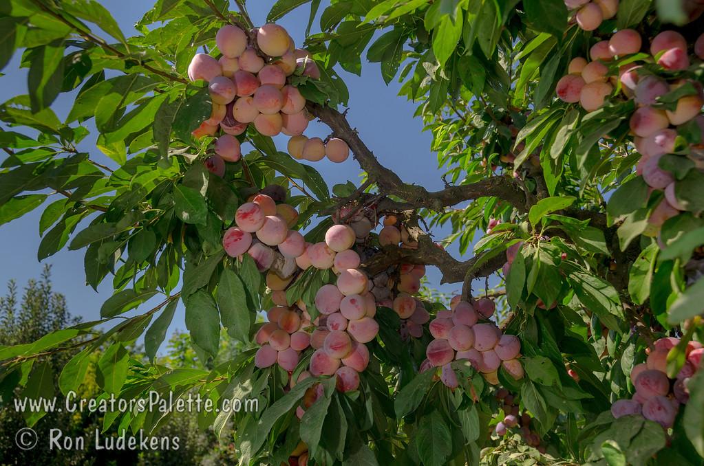Prunus Salicina Burbank - View 11 from www redcrocus com