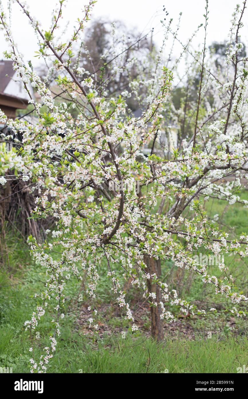 Prunus Salicina Burbank - View 12 from www redcrocus com